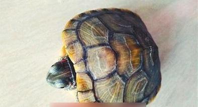 重慶家姑劏媳婦愛龜燉湯 為媳婦補身