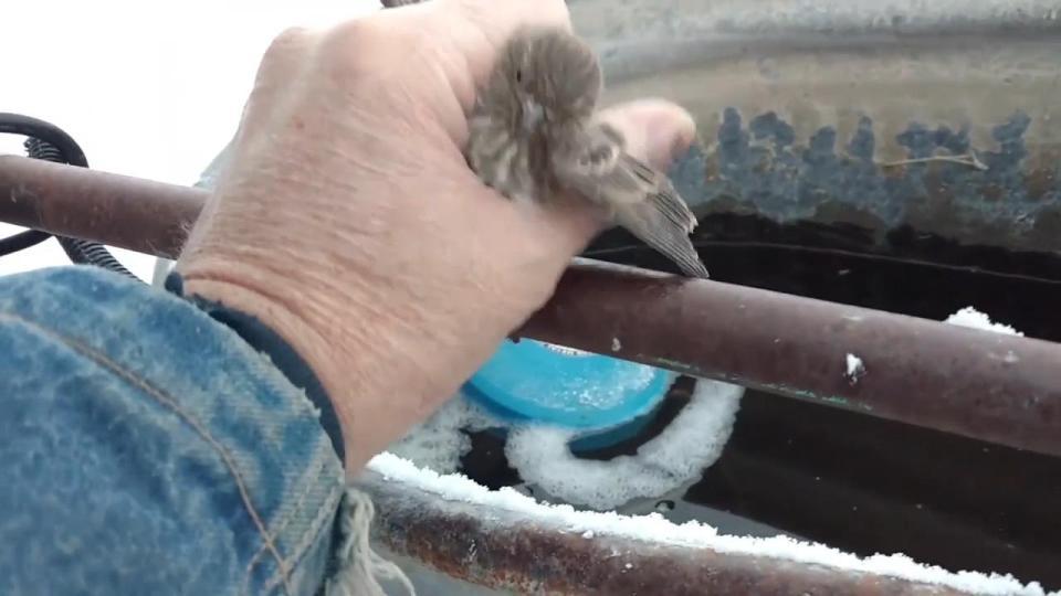 小鳥黏住冰凍金屬杆 好心人出手助脫困(有片)