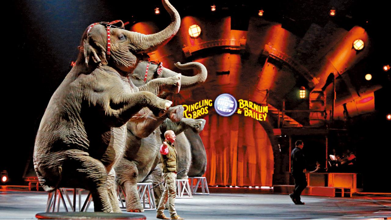 大象退休 門票滯銷 146年玲玲馬戲團落幕