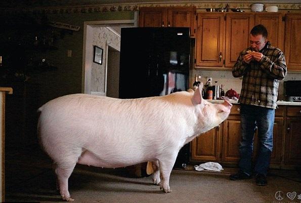 迷你豬變北極熊 勁吸100萬粉絲