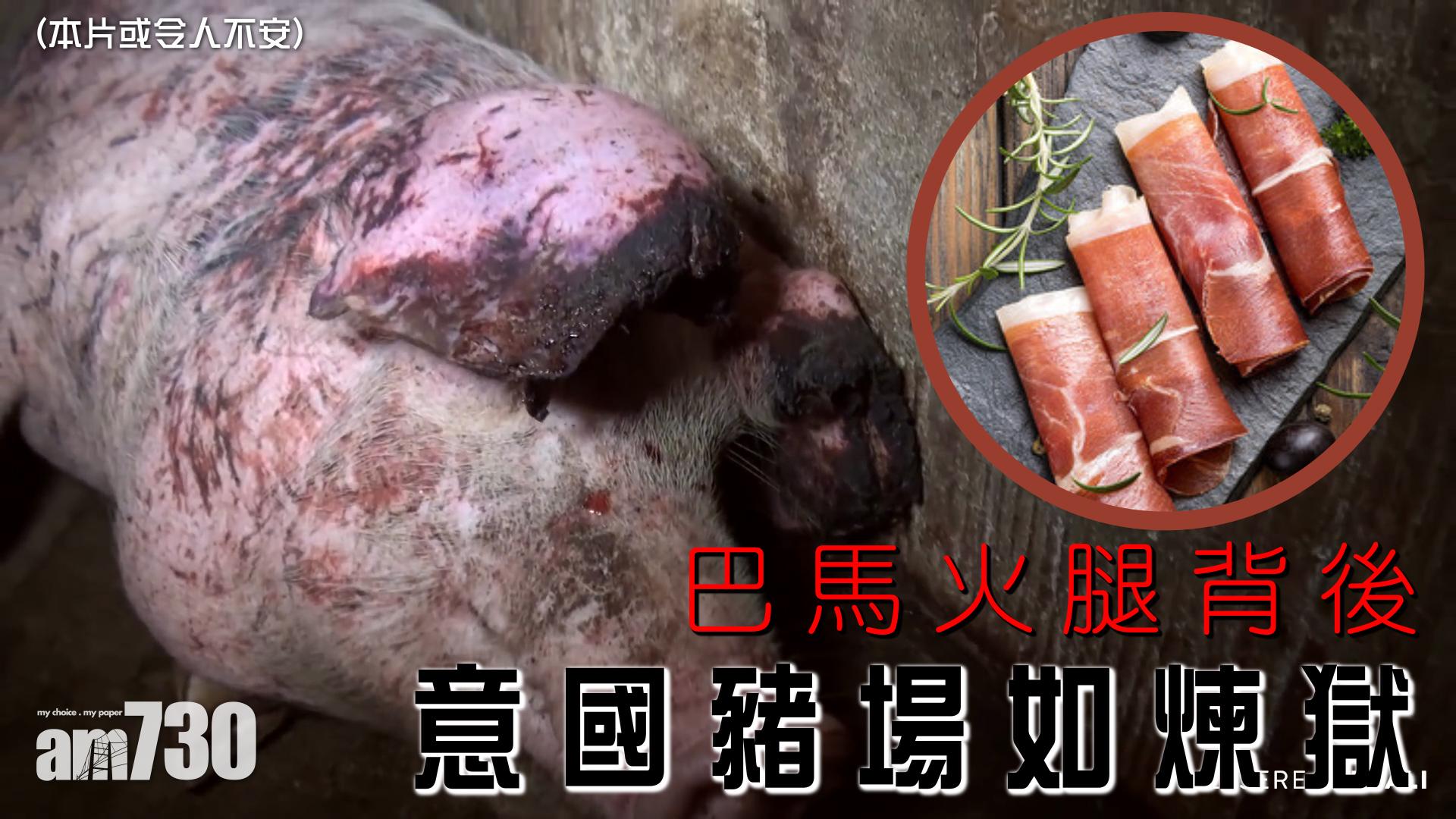 巴馬火腿背後   意國豬場如煉獄