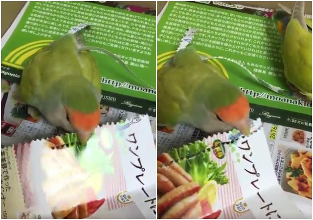 鸚鵡牌打孔機 (有片)