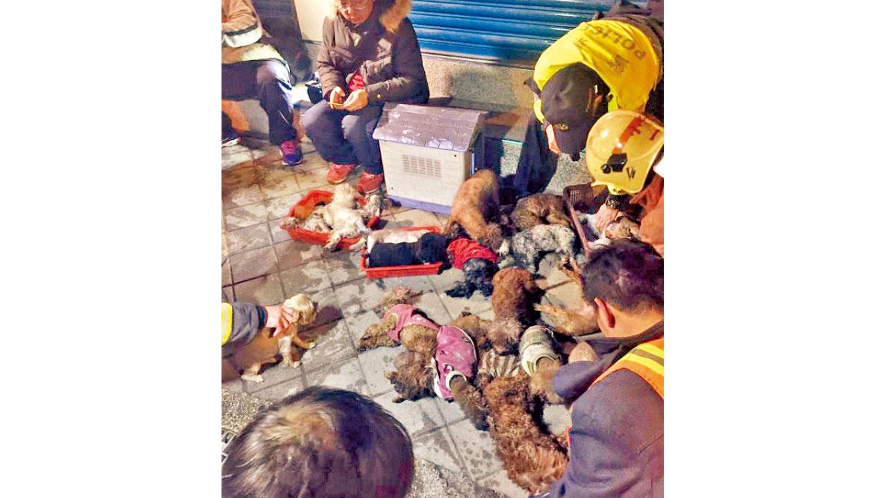 寵物店起火50貴婦狗被困 台消防員人工呼吸搶救