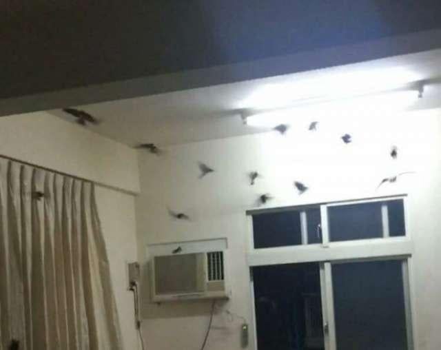 大發！40幾隻燕子湧入屋