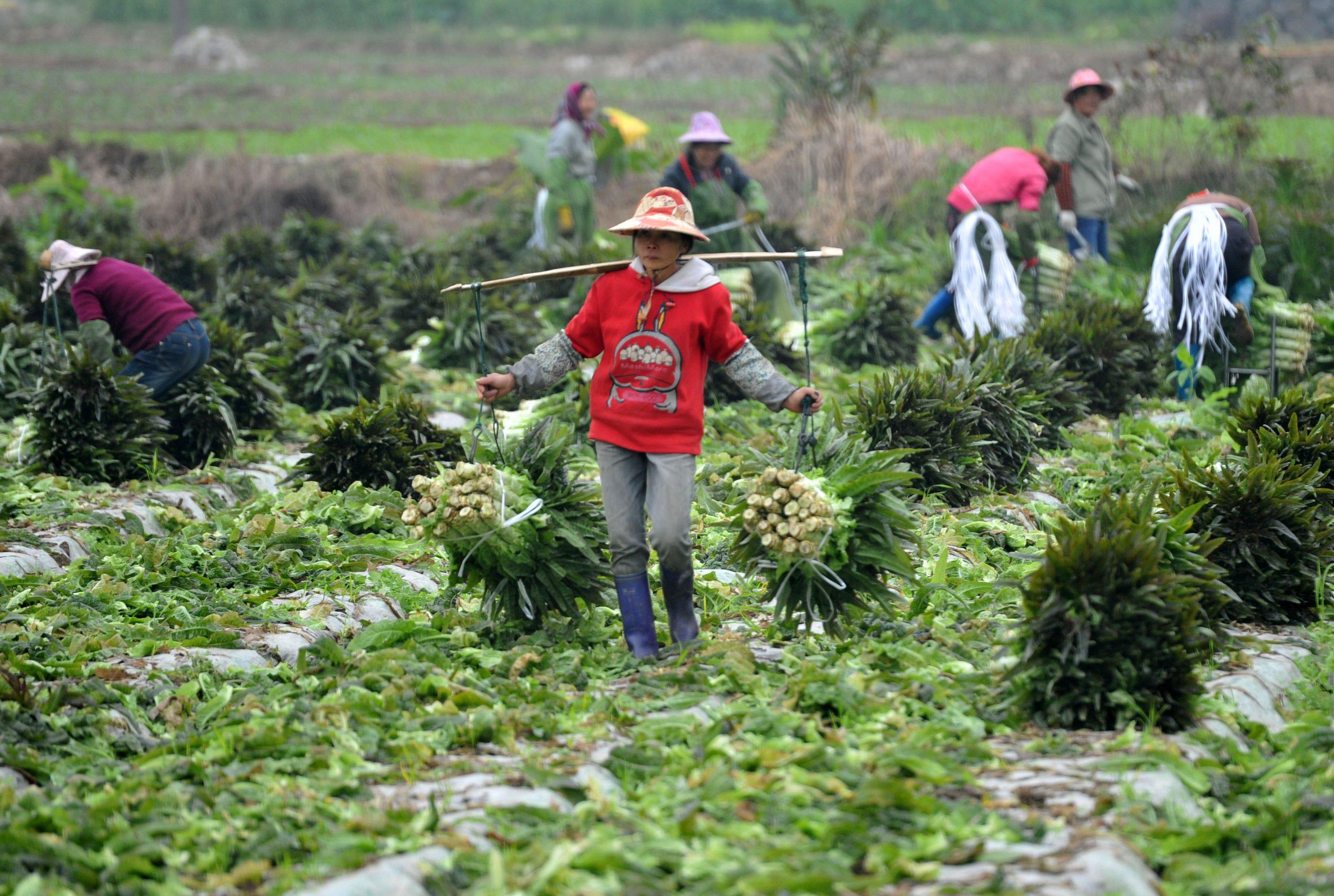 中央公布一號文件 連續14年聚焦「三農」