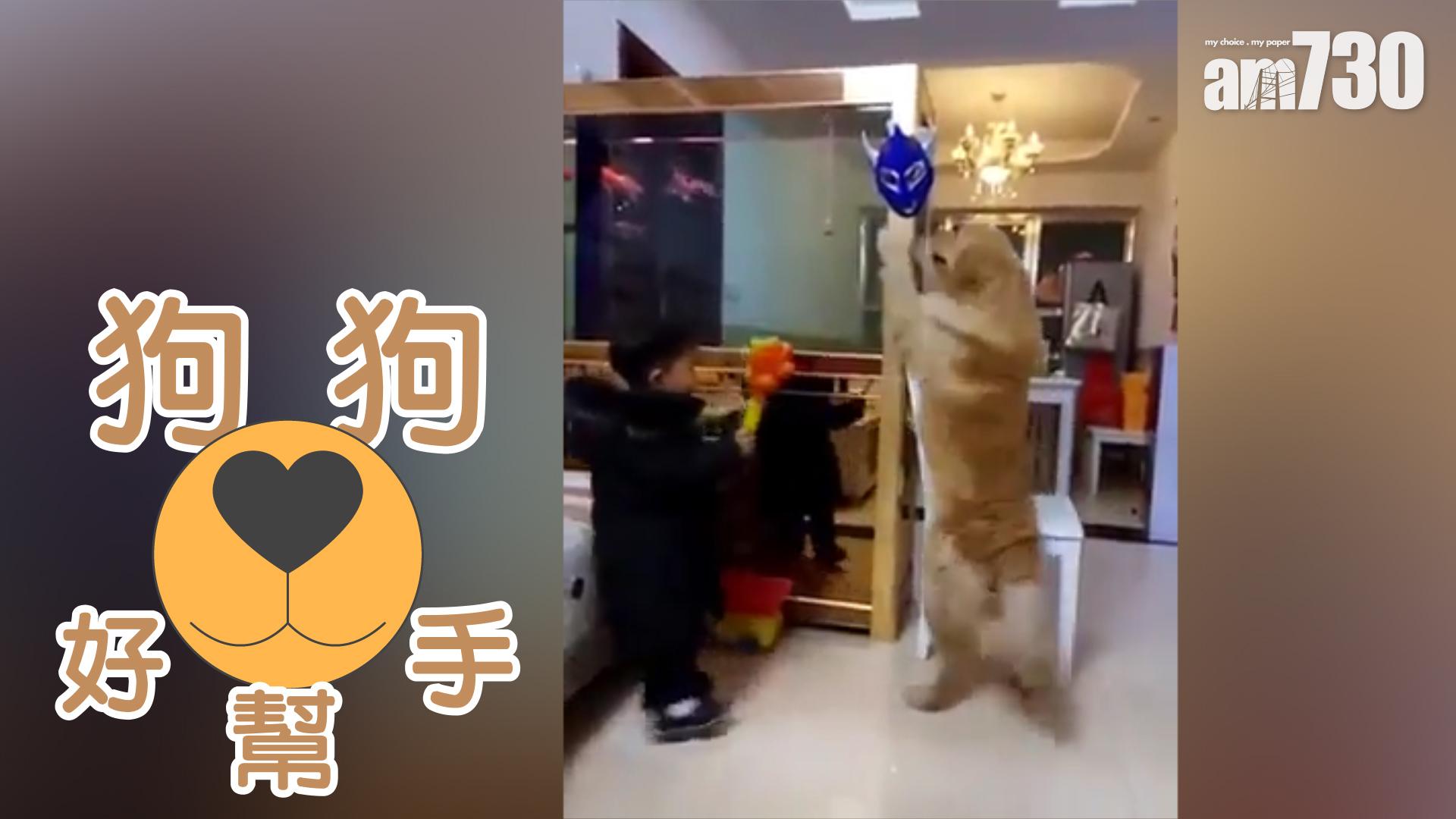 義氣狗狗幫小主人拎面具