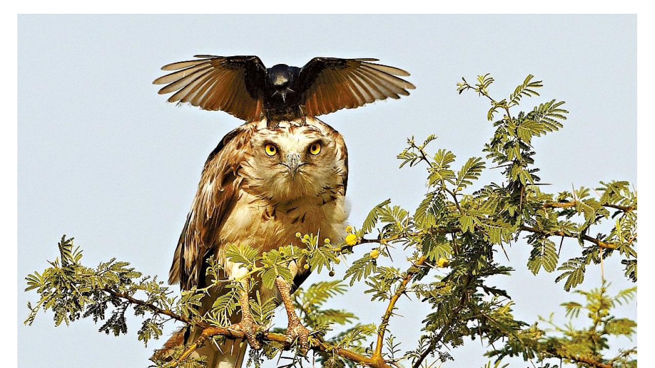 烏鴉護巢 鷹頭動土