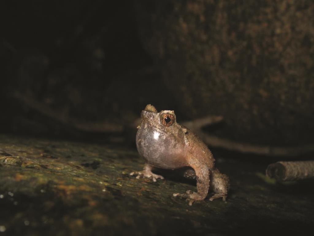 「戰蹟風雲」生態導賞團