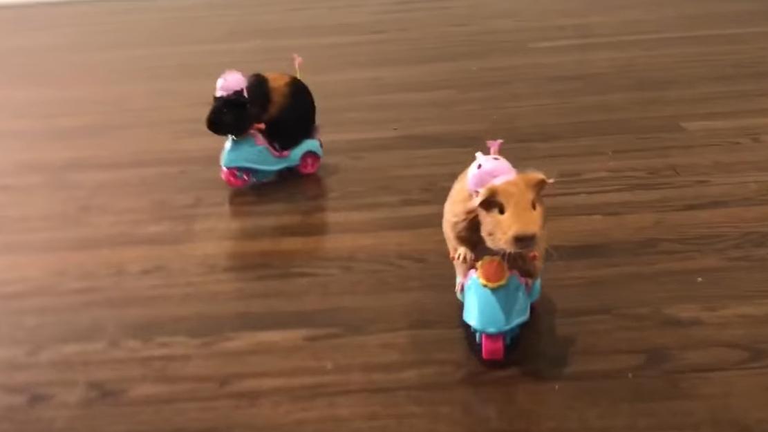 好車技！ 倉鼠開玩具車 (有片)