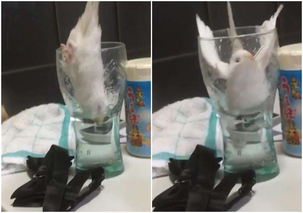 飲水變浸親 真．有隻雀仔跌落水 (有片)