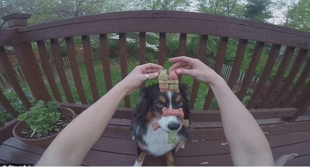 廿萬fans撐定力犬