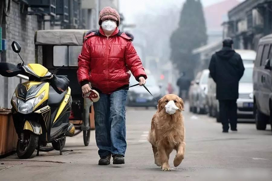 霧霾令寵物狂打噴嚏 京飼主網購專用口罩