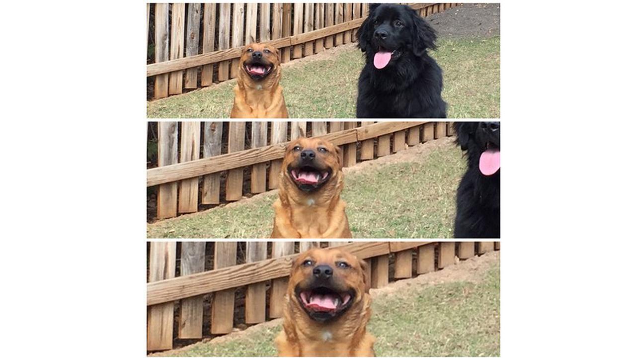 狗狗情人節見女友 冧爆甜笑