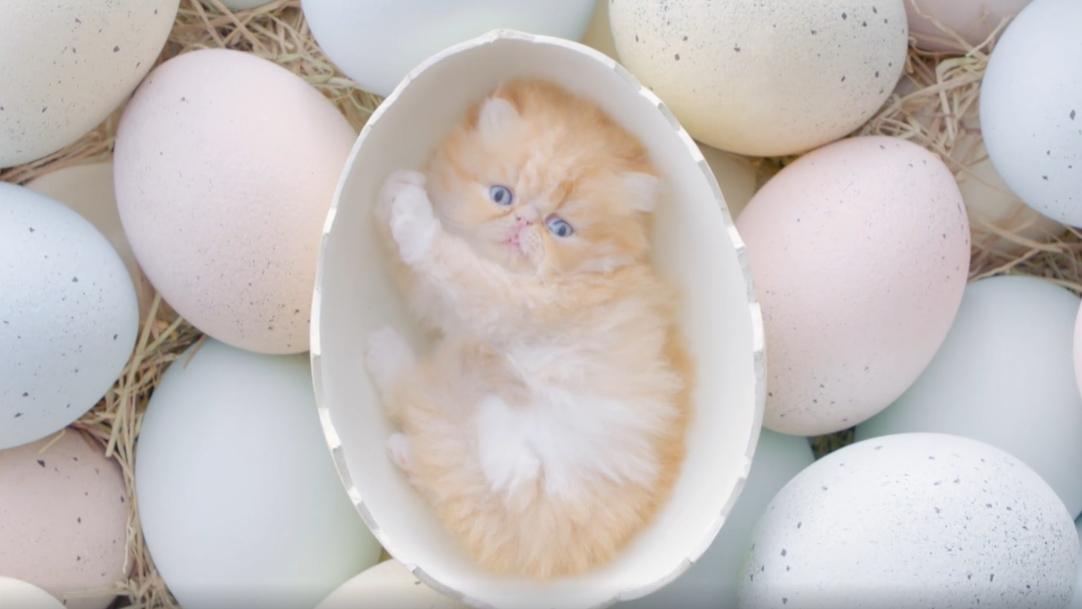 貓貓係用蛋孵出來的？ (有片)