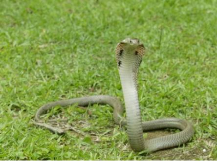 17歲青年影飯鏟頭被咬要做手術