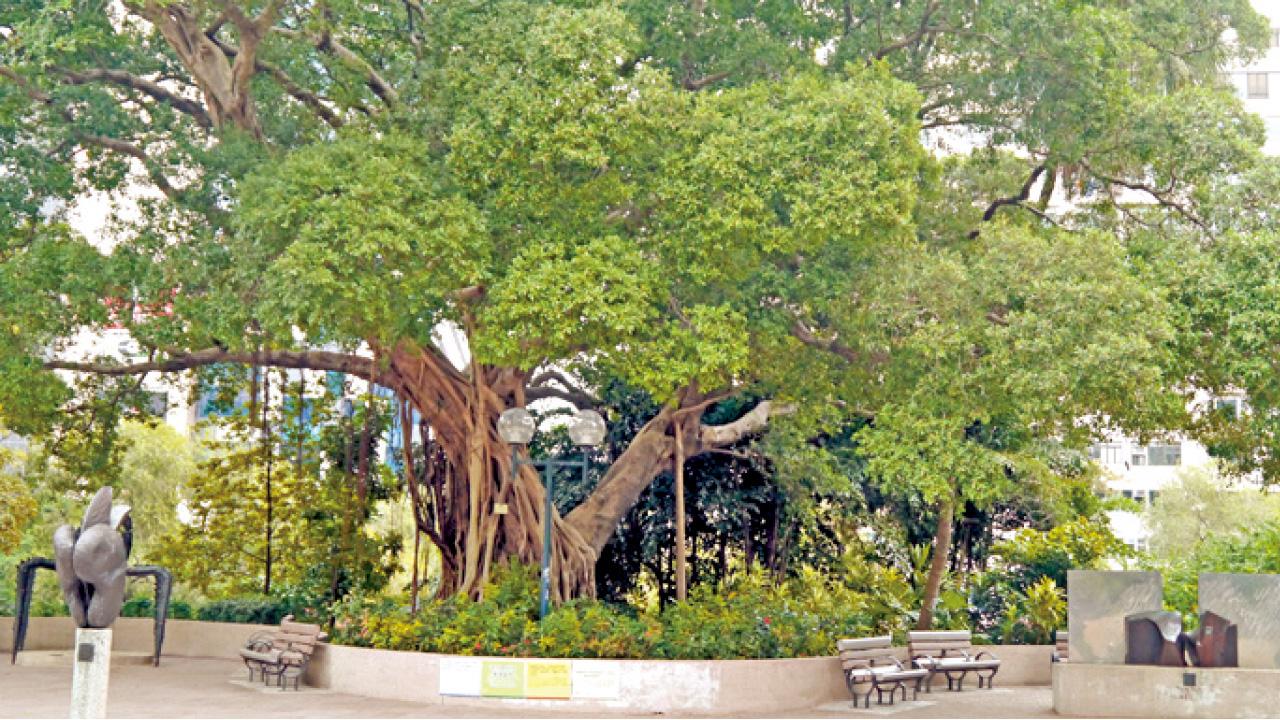 【特稿】世上最強的植物