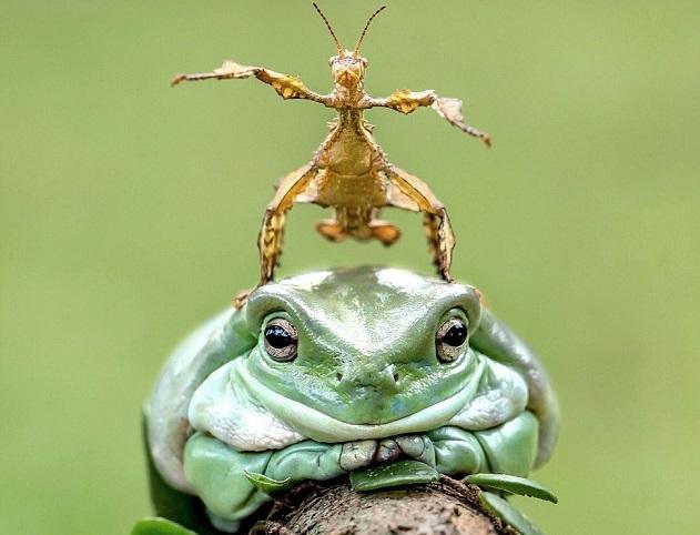 竹節蟲蟾蜍老友鬼鬼 「打仗」係威係勢好盞鬼