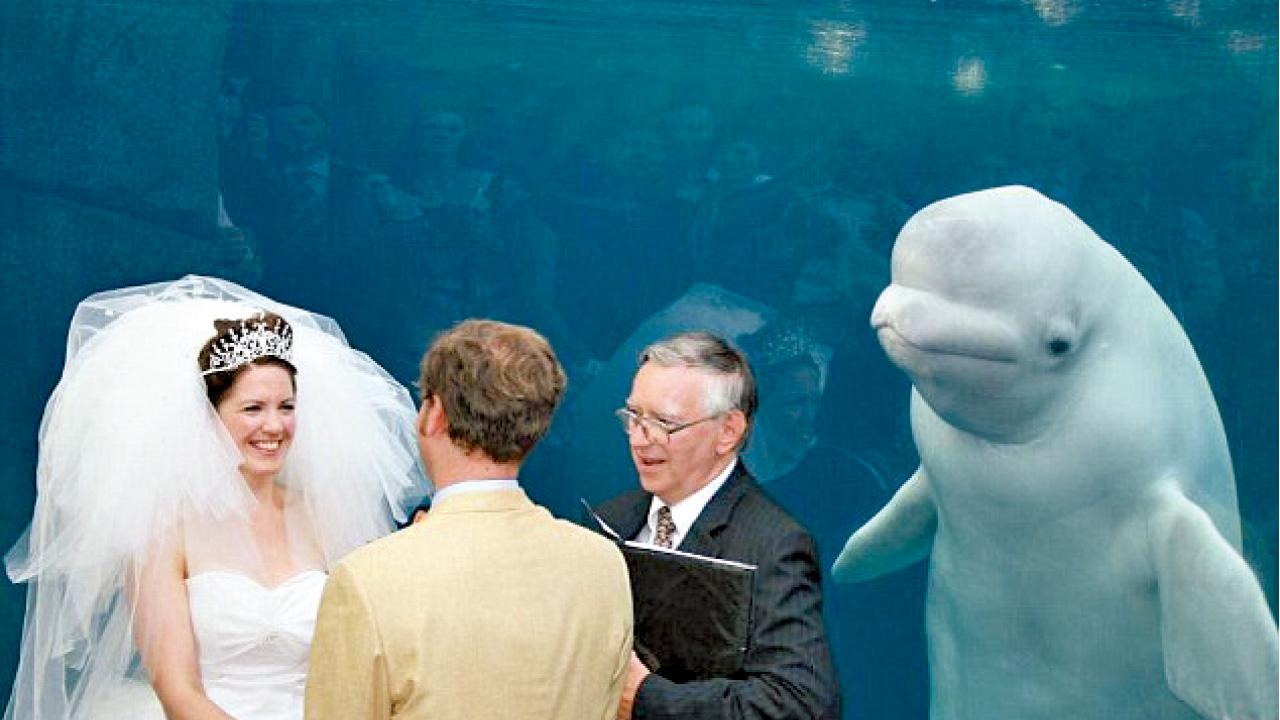 心碎鯨：愛人結婚 新娘非我