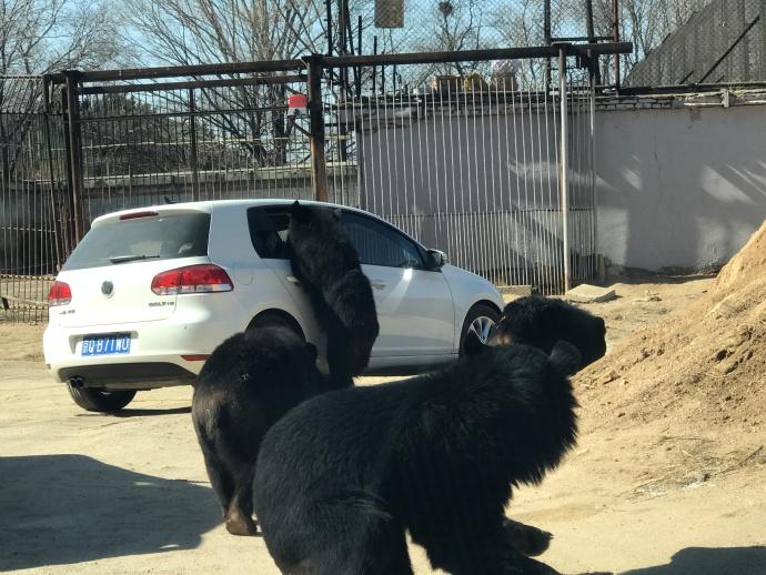 遊京動物園黑熊區開車窗 小童險被傷