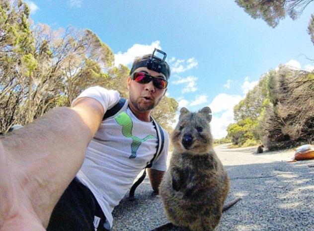 萌爆短尾矮袋鼠 撲向鏡頭影selfie