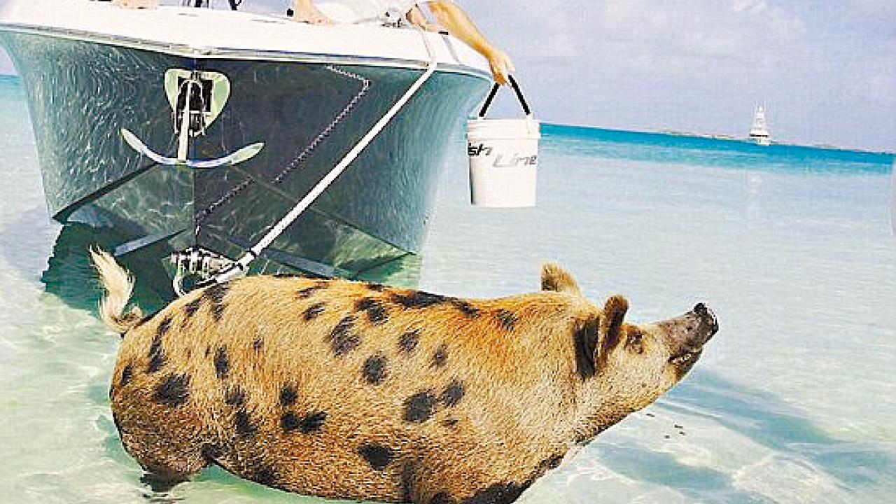 疑遊客亂餵酒 巴哈馬「豬島」7豬死
