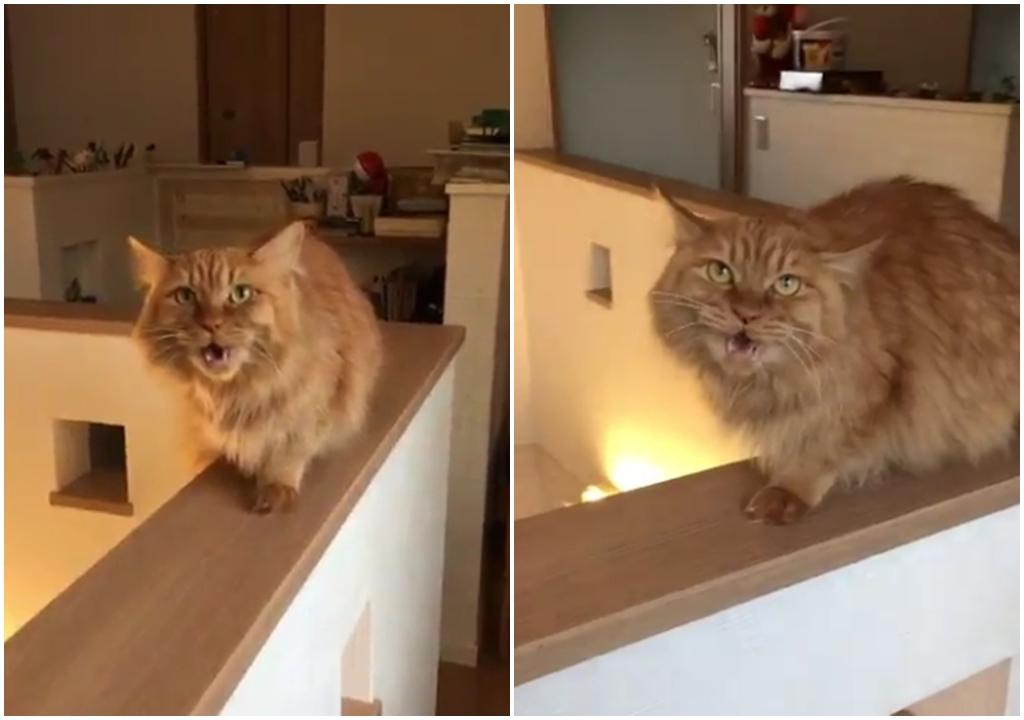 偷偷去貓Café 貓奴被貓主子質問 (有片)