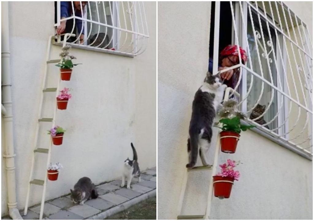 善心女牙醫築「貓樓梯」 招呼流浪貓入屋取暖