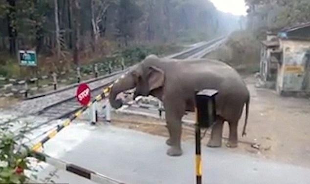 過馬路大過天 心急大象抬起平交道欄杆(有片)