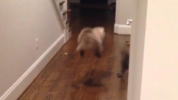 轉角遇上貓 結果…… (有片)