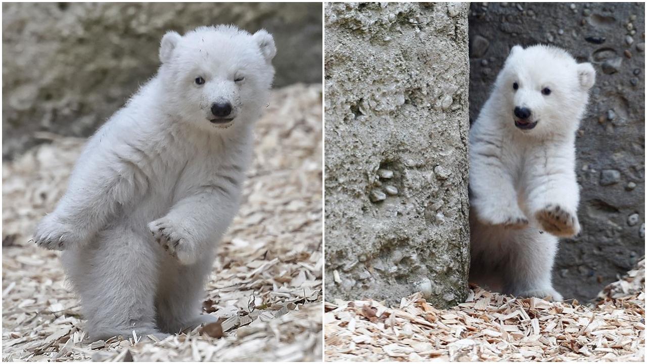 超可愛北極熊B 向鏡頭眨眼賣萌