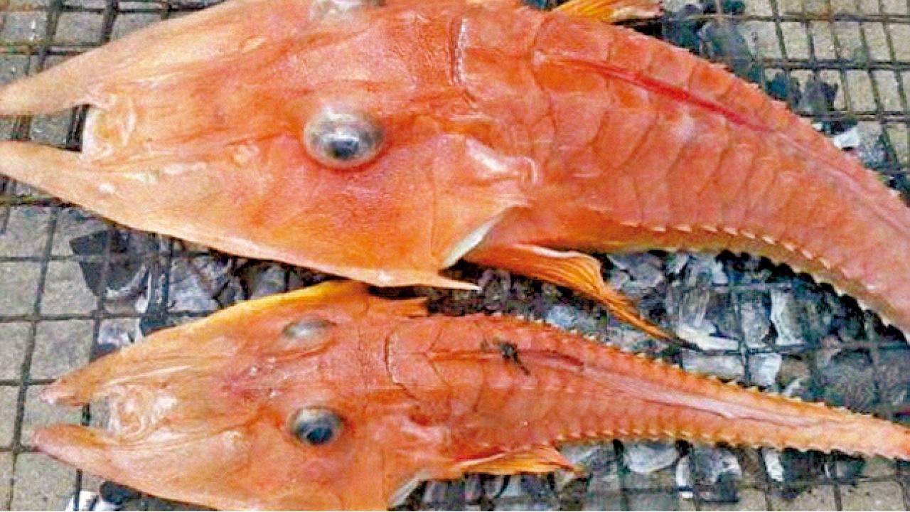 蝦魚合體