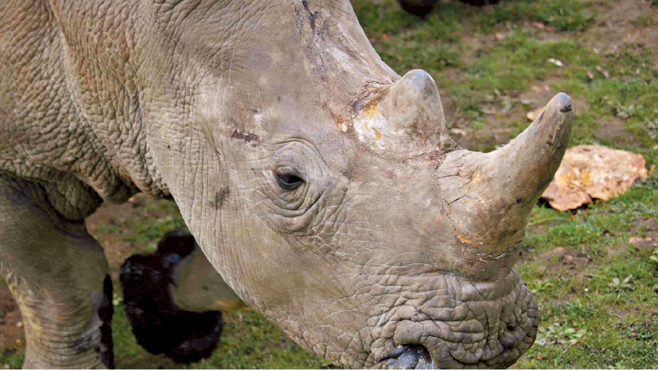 歐洲首宗 盜獵者夜潛動物園 法白犀牛遭射殺割犀角