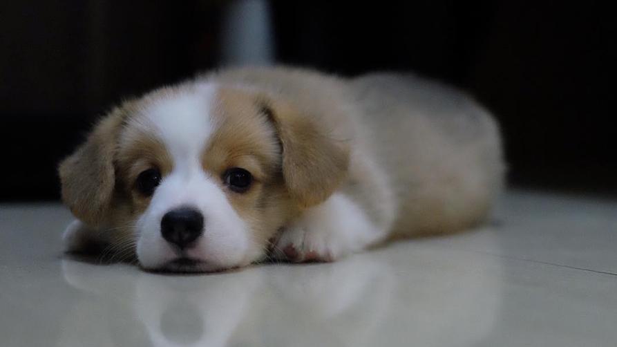 懶狗狗行幾步已累趴 (有片)