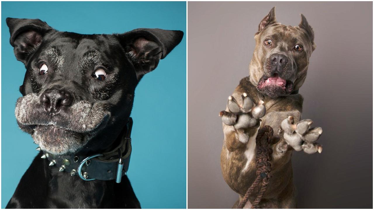 狗狗趣怪表情勁搞笑