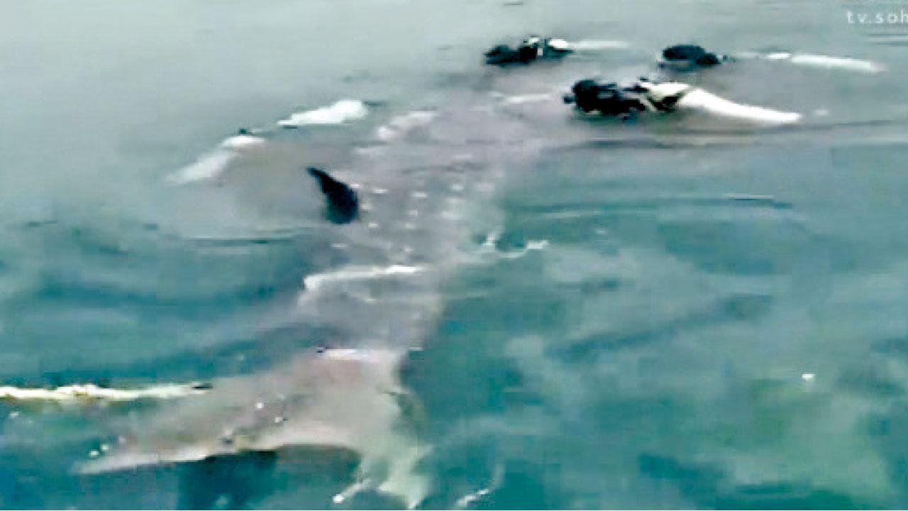 微信炫耀遭瘋傳 粵男捕鯨鯊欲賣魚翅