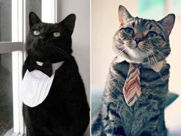 綁個煲呔打條呔 貓貓化身小紳士