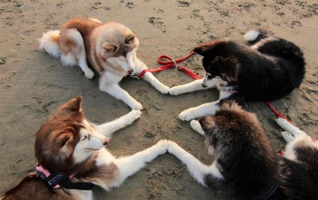 狗狗的神秘儀式？