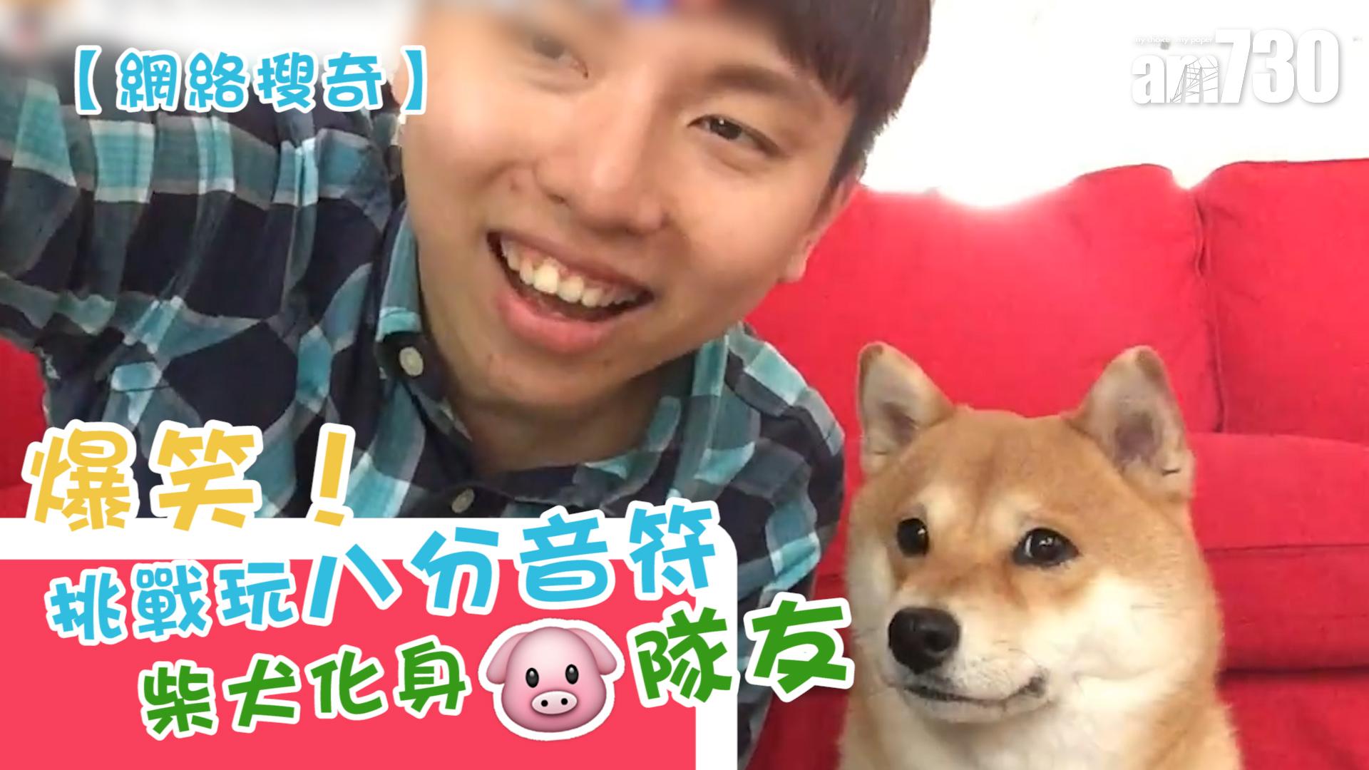 爆笑！挑戰玩「八分音符」 柴犬化身「豬隊友」