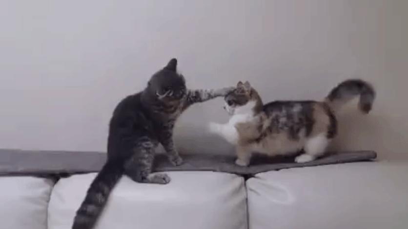 手短的悲哀 (有片)