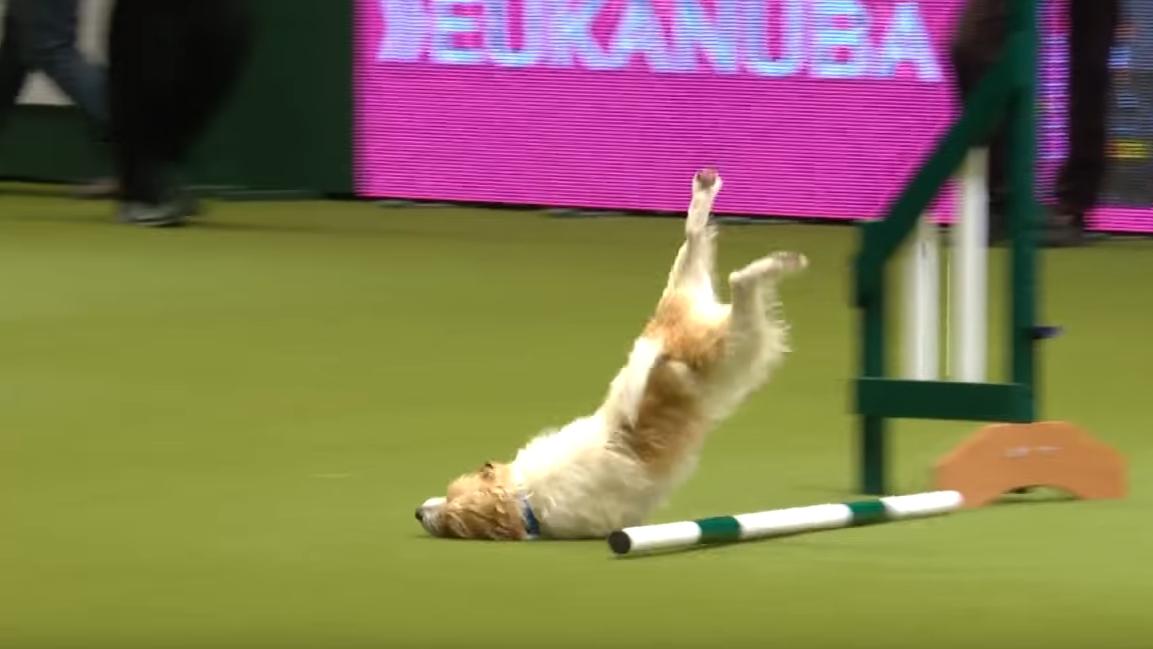 狗狗瘋狂運動會 (有片)