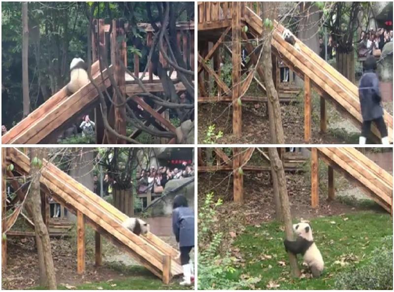 (有片)熊貓寶寶瀡滑梯 嚇到抱樹求安慰