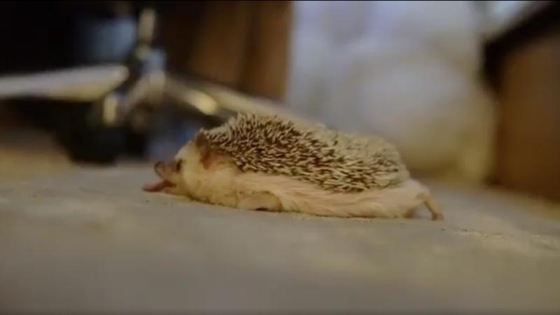 超萌！ 刺猬BB軟趴趴(有片)