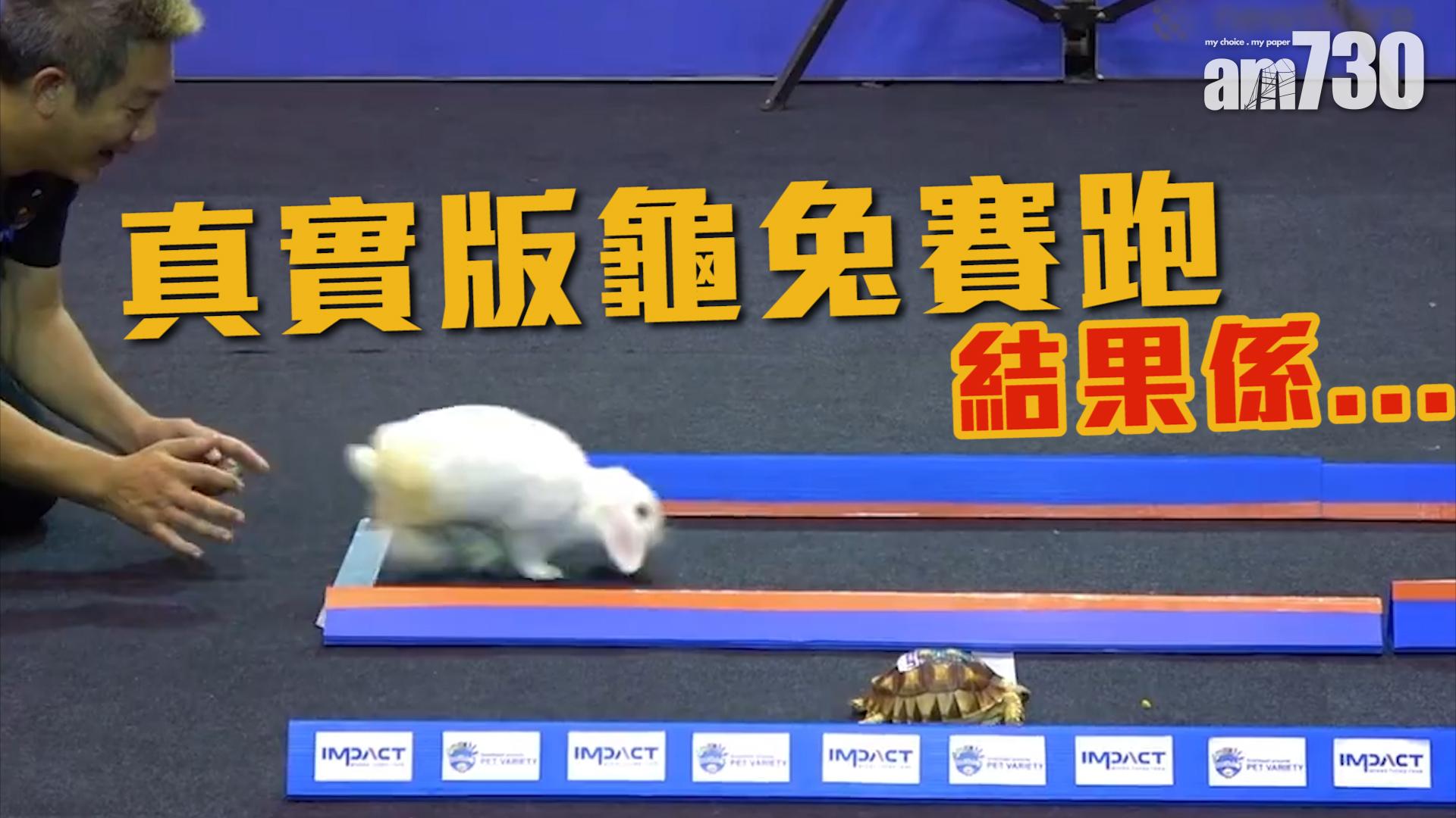 真實版龜兔賽跑 結果係……