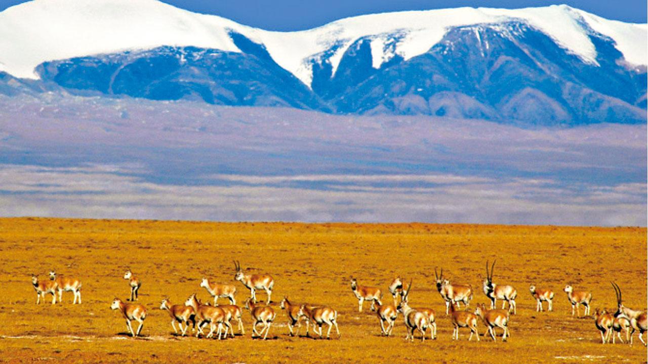 廈門鼓浪嶼青海可可西里申遺 中國望成最多世界遺產國家