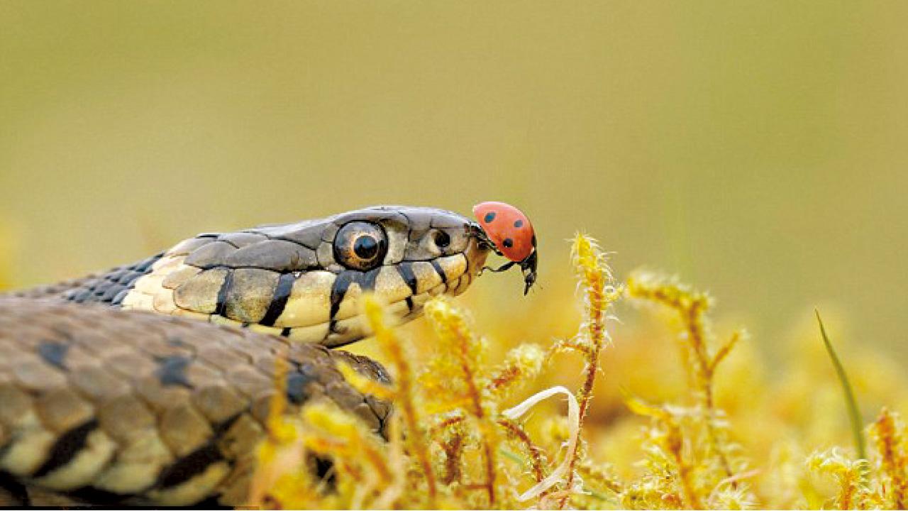 甲蟲賭命輸定贏