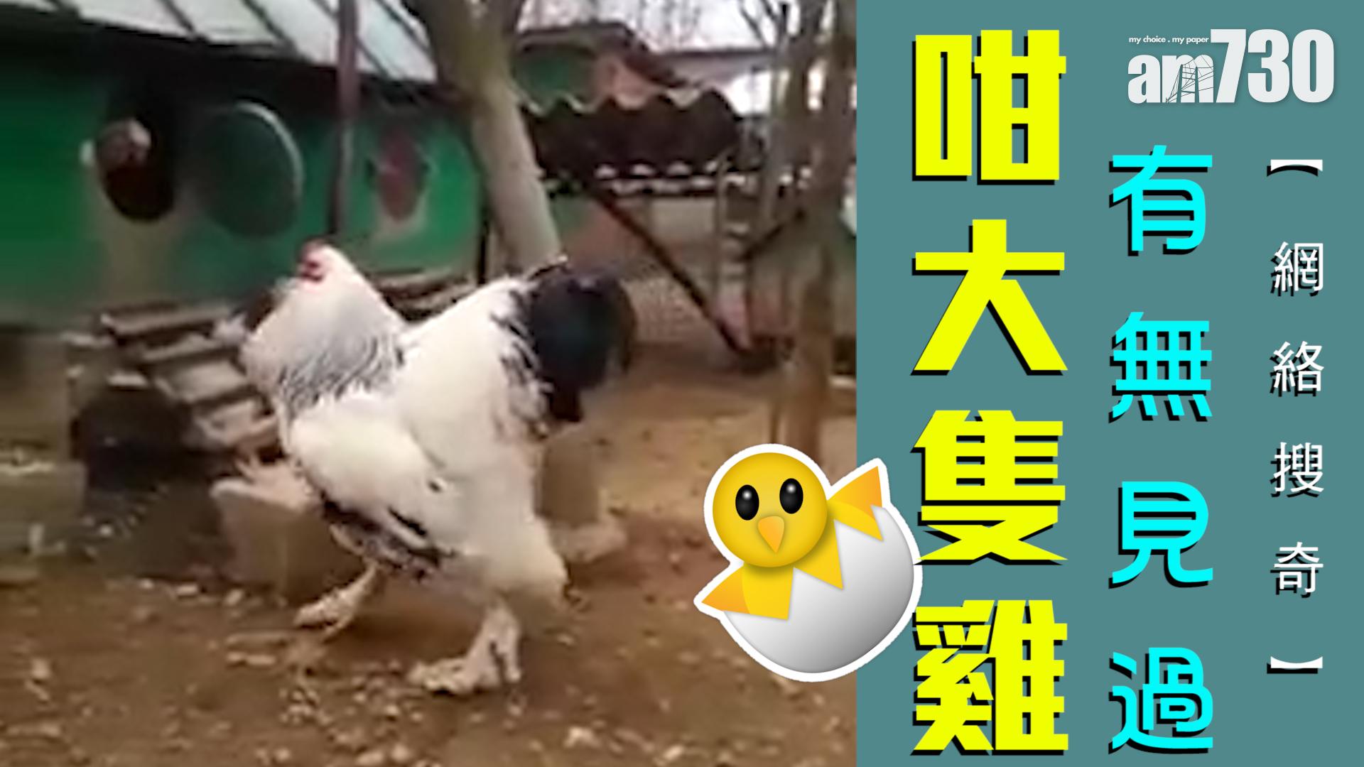 有無見過咁大隻雞？