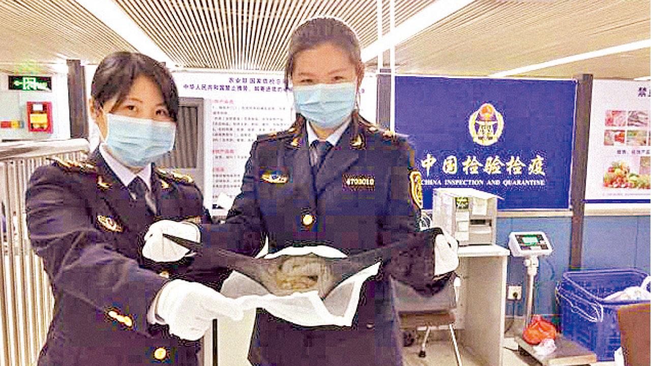 港男黑絲藏4蛇闖內地