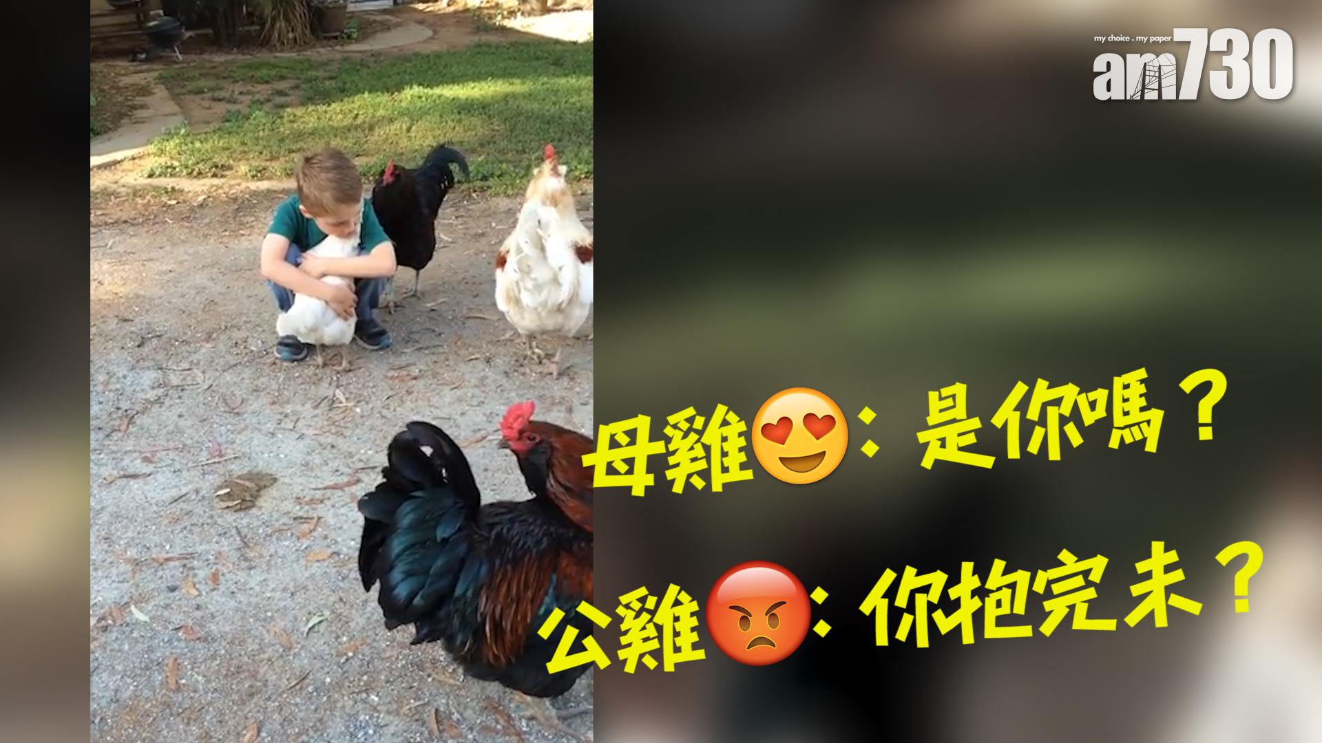 母雞：是你嗎？ 公雞：你抱完未？
