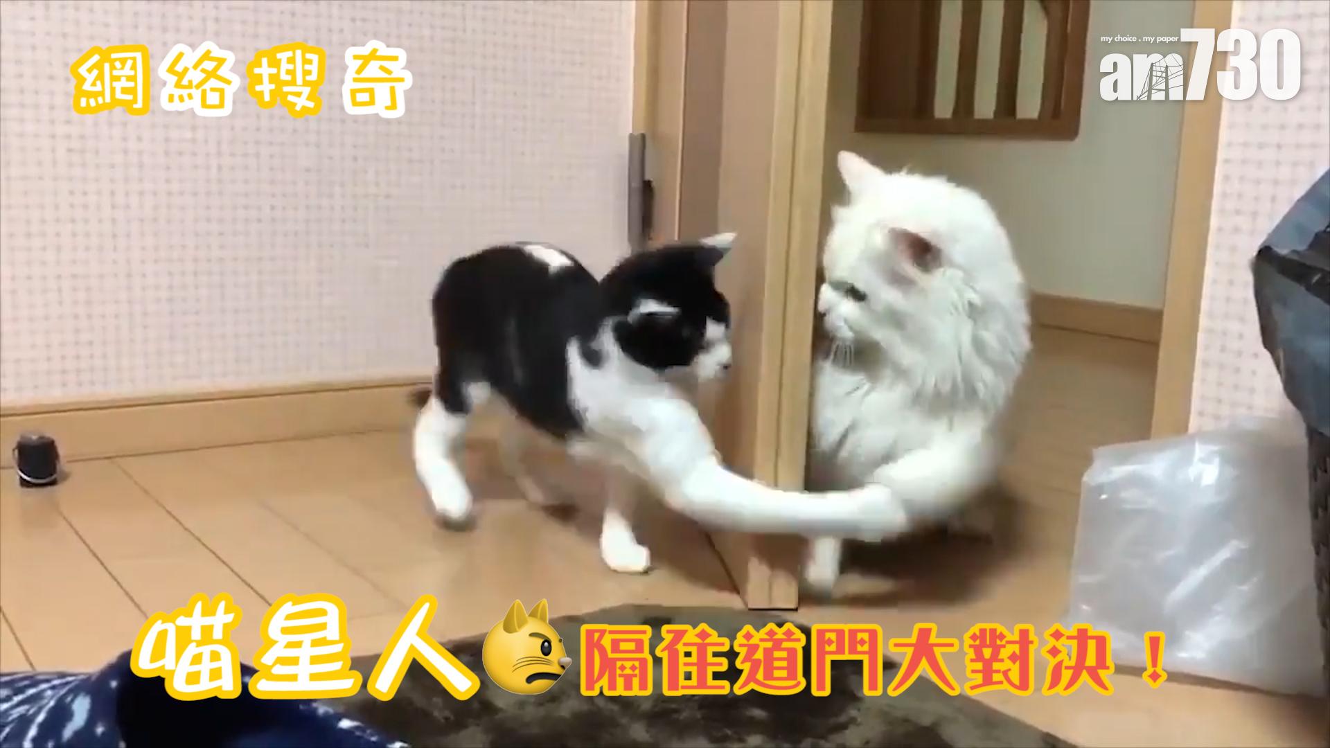 喵星人隔住道門大對決！