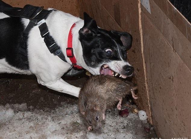 狗拿耗子 滅鼠奇兵